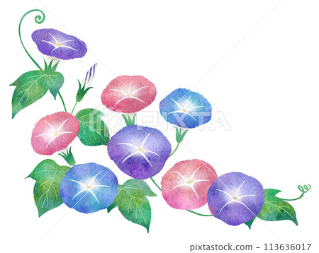 Watercolor illustration of morning glory 113636017