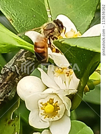 Enticed by the fragrance of flowers Enticed by the fragrance of flowers 113636162