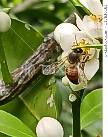A bee A bee 113636163