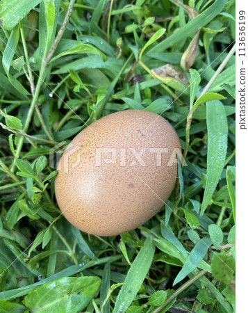 卵產在茂密的綠草上 113636199