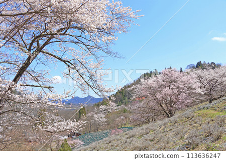 Wild cherry blossoms in Rikugo, Ikeda Town, Nagano Prefecture Wild cherry blossoms in Rikugo, Ikeda Town, Nagano Prefecture 113636247