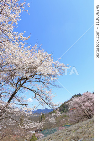 長野縣池田町六鄉的野櫻花 長野縣池田町六鄉的野櫻花 113636248