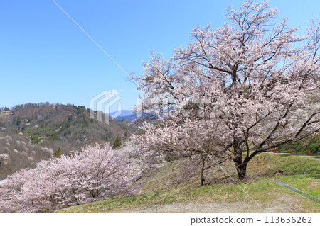 長野縣池田町六鄉的野櫻花 長野縣池田町六鄉的野櫻花 113636262
