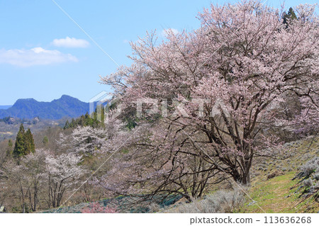Wild cherry blossoms in Rikugo, Ikeda Town, Nagano Prefecture 113636268