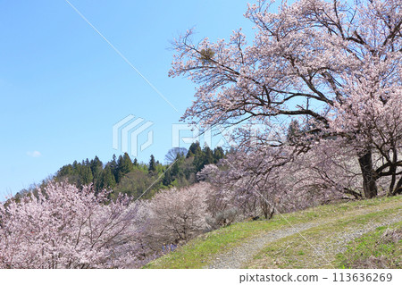 Wild cherry blossoms in Rikugo, Ikeda Town, Nagano Prefecture 113636269