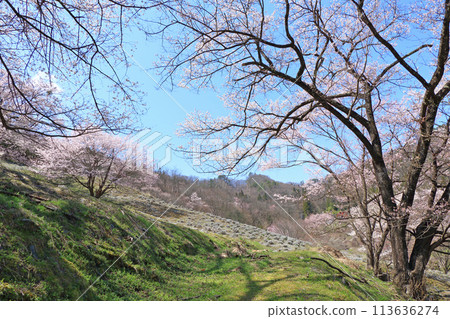 長野縣池田町六鄉的野櫻花 113636274