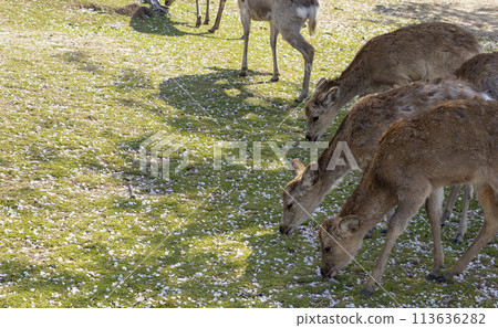 Deer eating cherry blossom petals 113636282
