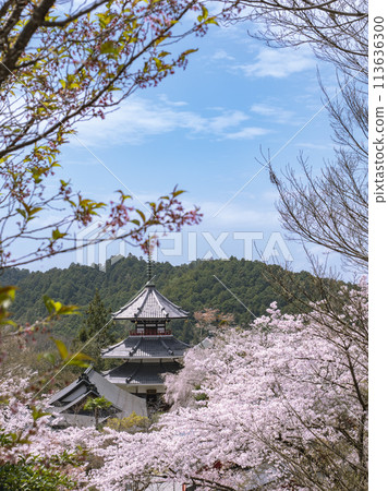 Towers and cherry blossoms Towers and cherry blossoms 113636300