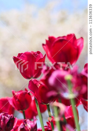 櫻花和鬱金香(奈良縣北勝城郡) 櫻花和鬱金香(奈良縣北勝城郡) 113636339