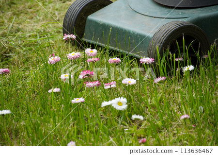 Yard maintenance concept with lawn mower 113636467