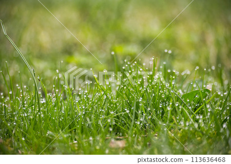 Lushness of the grass and delicate detail of the dewdrops 113636468