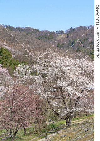 長野縣池田町六鄉的野櫻花 113636493