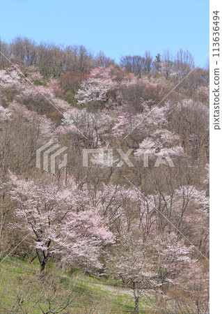 長野縣池田町六鄉的野櫻花 113636494