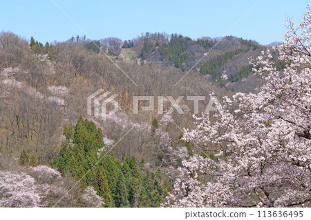 長野縣池田町六鄉的野櫻花 長野縣池田町六鄉的野櫻花 113636495