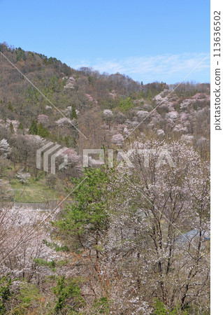 Wild cherry blossoms in Rikugo, Ikeda Town, Nagano Prefecture 113636502