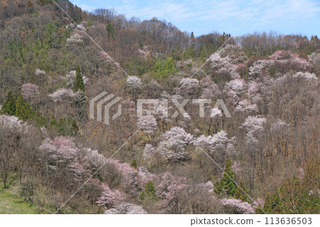 Wild cherry blossoms in Rikugo, Ikeda Town, Nagano Prefecture 113636503