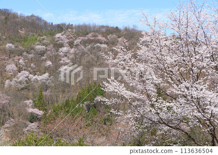 Wild cherry blossoms in Rikugo, Ikeda Town, Nagano Prefecture 113636504