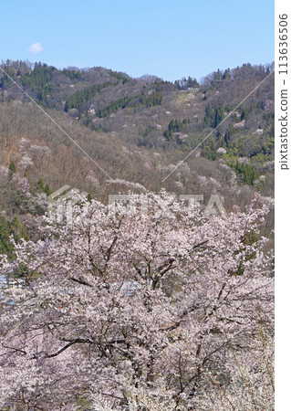 Wild cherry blossoms in Rikugo, Ikeda Town, Nagano Prefecture Wild cherry blossoms in Rikugo, Ikeda Town, Nagano Prefecture 113636506