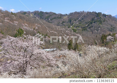 Wild cherry blossoms in Rikugo, Ikeda Town, Nagano Prefecture 113636515