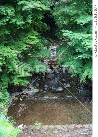 Clear stream flowing through the fresh green 113636677
