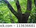 Giant trees in vibrant greenery 113636681