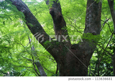 Giant trees in vibrant greenery 113636681