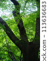 A giant tree sprouting vibrant young leaves 113636683