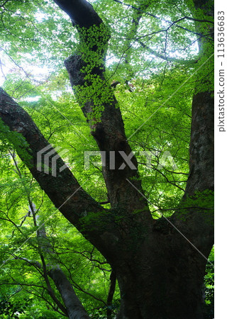 A giant tree sprouting vibrant young leaves 113636683