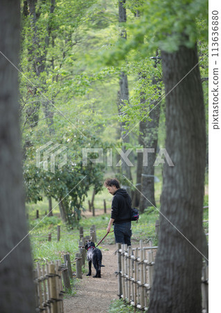 A man walking a dog. A back view of a friendly image of a dog trainer and owner A man walking a dog. A back view of a friendly image of a dog trainer and owner 113636880