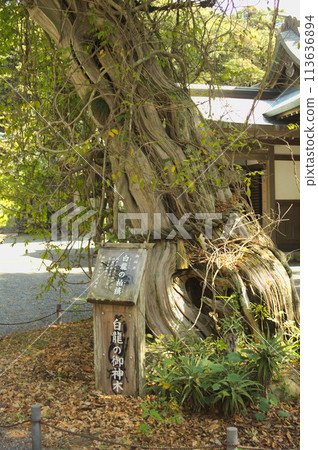 白濱神社,白龍的神樹 白濱神社,白龍的神樹 113636894