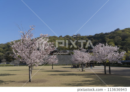 在松山城堡的櫻花 113636943