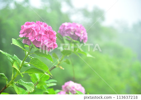Hydrangeas blooming in the rain at Zenbouji Temple in Kyoto 113637218