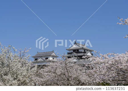 在松山城堡的櫻花 在松山城堡的櫻花 113637231