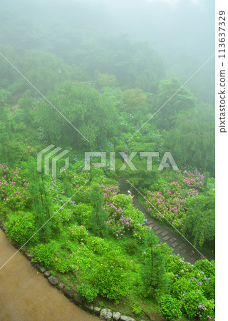 Hydrangeas blooming in the rain at Zenbouji Temple in Kyoto 113637329