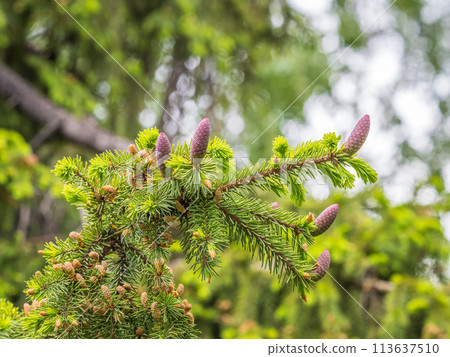 A young female cone of ordinary spruce, it is pink and its scales invitingly open in anticipation of pollen. Young cones of a Blue Spruce. 113637510