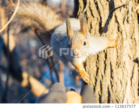 Portrait of a squirrel on a tree trunk Portrait of a squirrel on a tree trunk 113637577