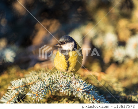 Cute bird Great tit, songbird sitting on the nice branch with beautiful autumn background Cute bird Great tit, songbird sitting on the nice branch with beautiful autumn background 113637578