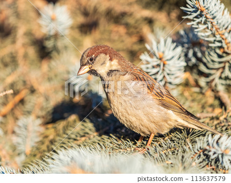 Sparrow sits on a fir branch in the sunset light. Sparrow sits on a fir branch in the sunset light. 113637579