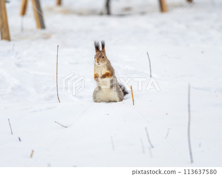 Portrait of a squirrel in winter on white snow background 113637580