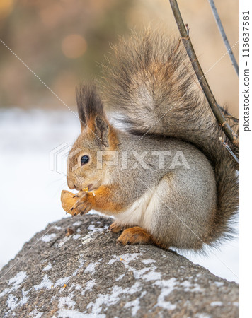 Portrait of a squirrel in winter on white snow background Portrait of a squirrel in winter on white snow background 113637581
