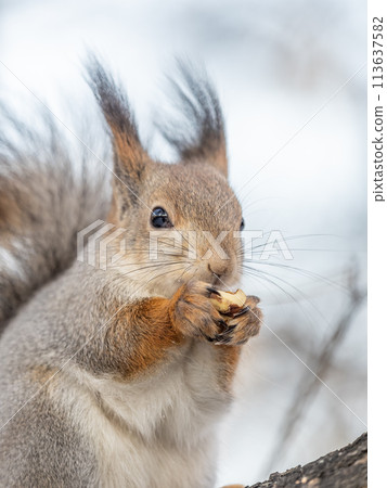 The squirrel with nut sits on tree in the winter or late autumn The squirrel with nut sits on tree in the winter or late autumn 113637582