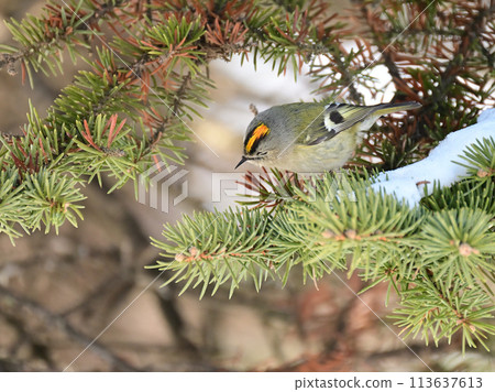 日本最小的鳥－黃腹虎杖 113637613