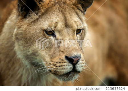 Close up lion portrait. Animal wild predators in natural environment 113637624