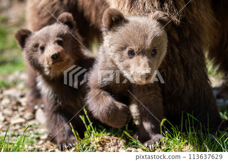 Two young brown bear cub in the forest. Portrait of brown bear, animal in the nature habitat 113637629