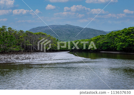 Iriomote Island 113637630