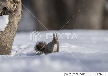 A squirrel standing in the snow A squirrel standing in the snow 113637669
