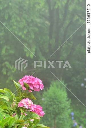 Hydrangeas blooming in the rain at Zenbouji Temple in Kyoto 113637740