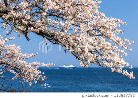[Niigata Prefecture/Sado] Early Spring Sado Route/Ryotsu Bay April 113637788