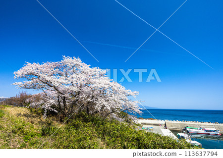 [Niigata Prefecture/Sado] Early Spring Sado Route/Ryotsu Bay April 113637794