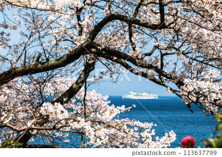 [Niigata Prefecture/Sado] Early Spring Sado Route/Ryotsu Bay April 113637799
